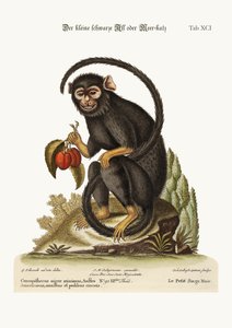 O pequeno Macaco Negro, 1749-73