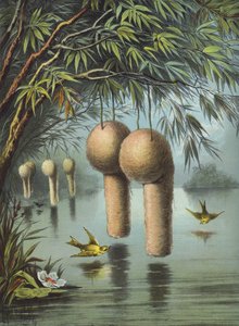 O pardal de Baya (chromolitho)