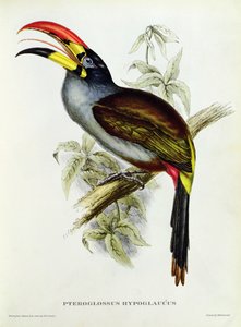 Pteroglossus Hypoglaucus de &39;Pássaros Tropicais&39;