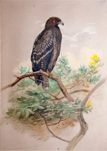 Águia-pintada (Aquila clanga), 1856-67