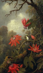 Beija-flor e Passiflora, c.1875-85