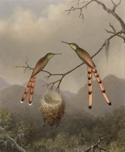 Dois beija-flores com seus filhotes, c.1865