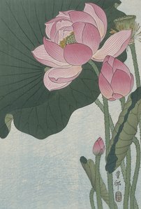 Florescendo flores de lótus, 1920-30 (cor xilogravura)