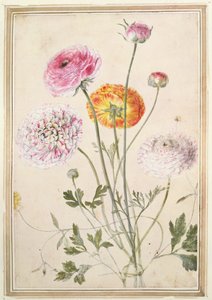 Estudo de Flores, c.1760