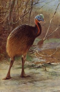 Cassowary Single-Wattled