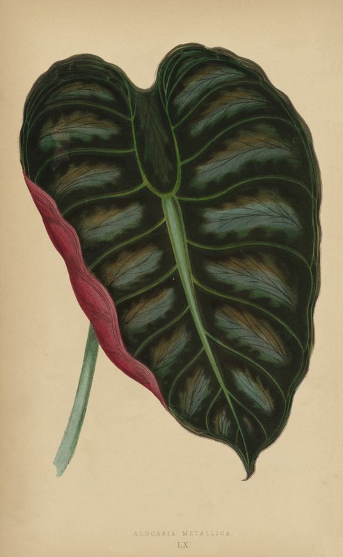 Alocasia Metálica de English School