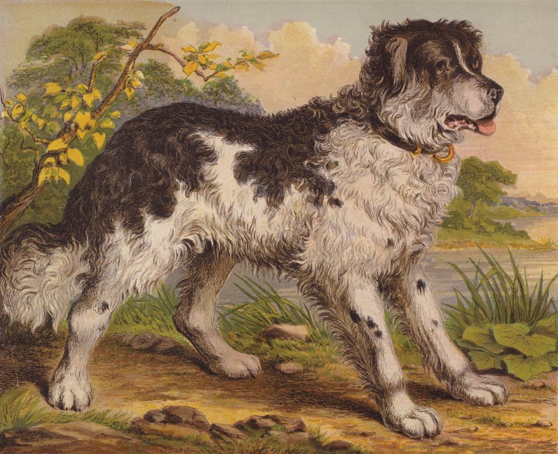 Cachorros grandes de English School