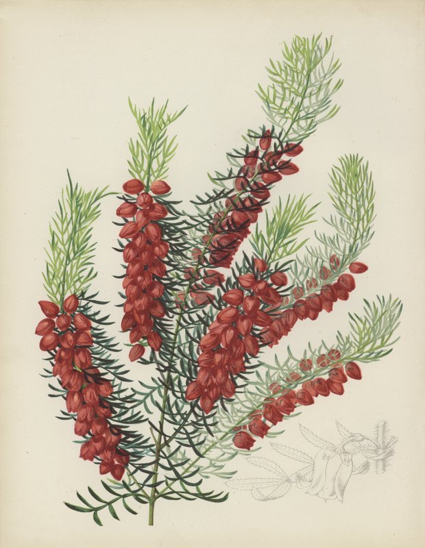 Boronia Elatior de English School