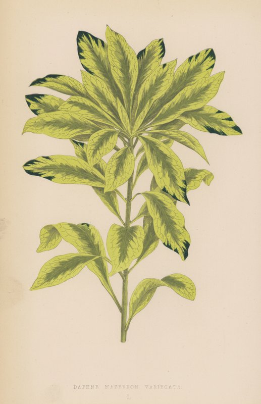Daphne Mazereon Variegata de English School