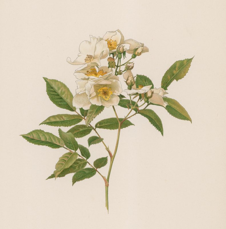 Rosa inglesa de English School