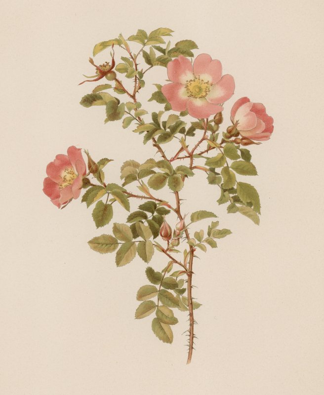 Rosa inglesa de English School