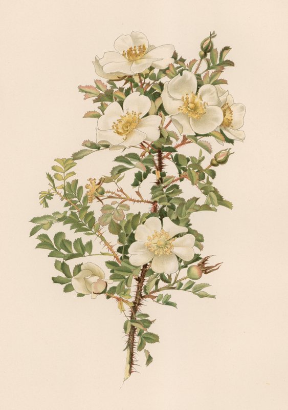 Rosa inglesa de English School
