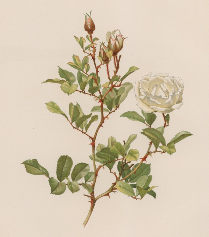 Rosa inglesa de English School