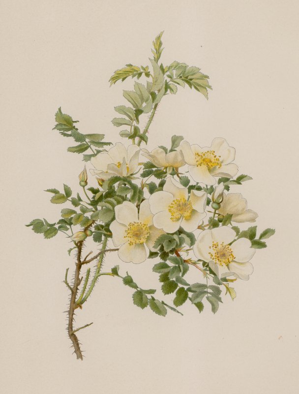 Rosa inglesa de English School
