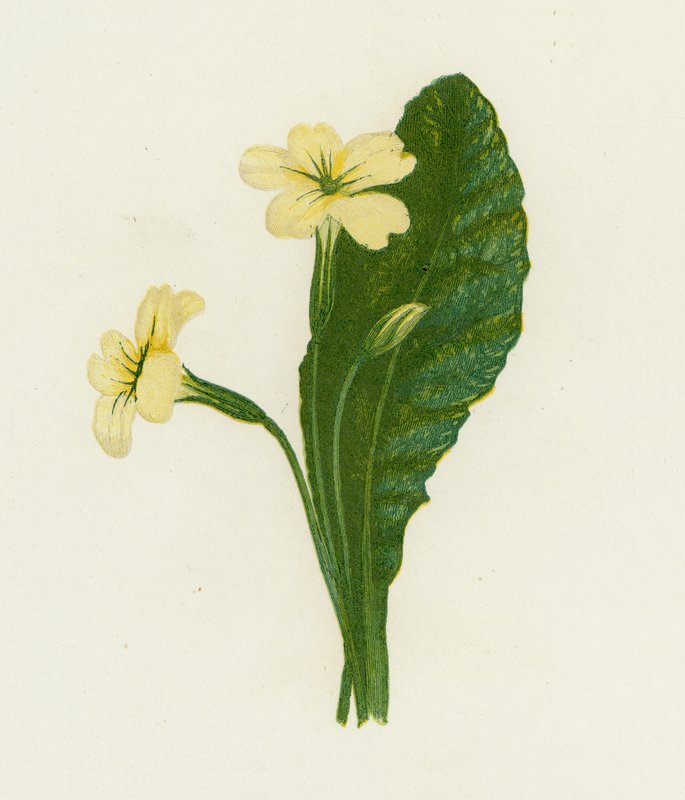 Prímula, Primula Vulgaris de English School