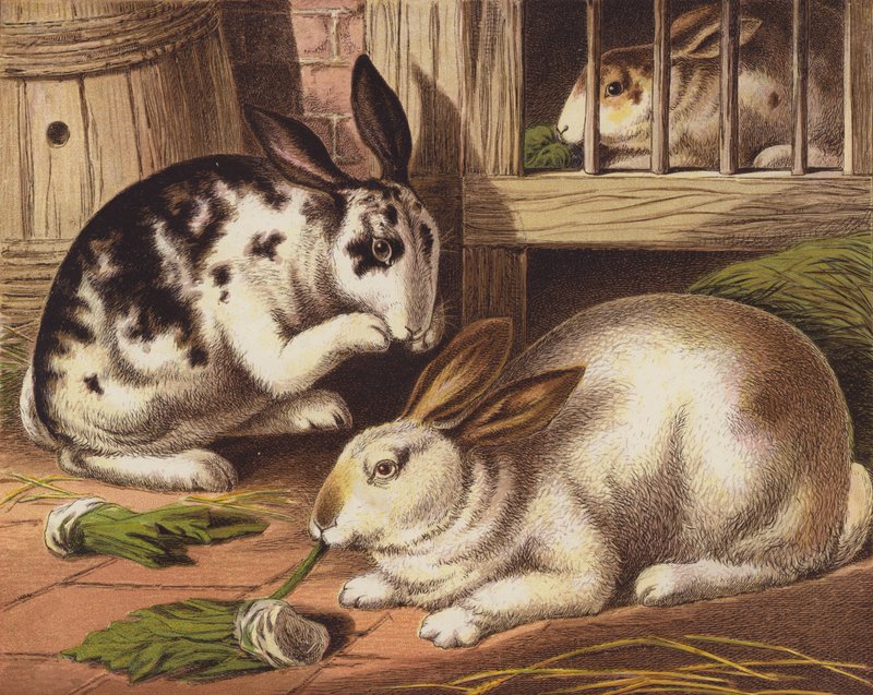 Coelhos de English School