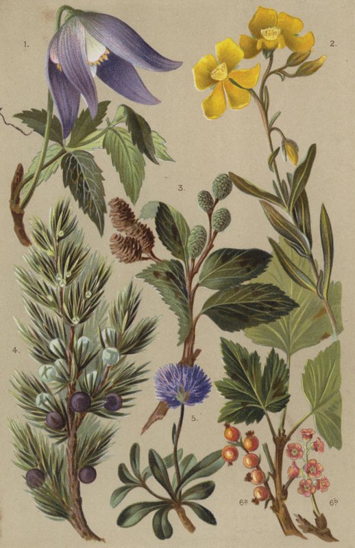 Flora alpina de European School