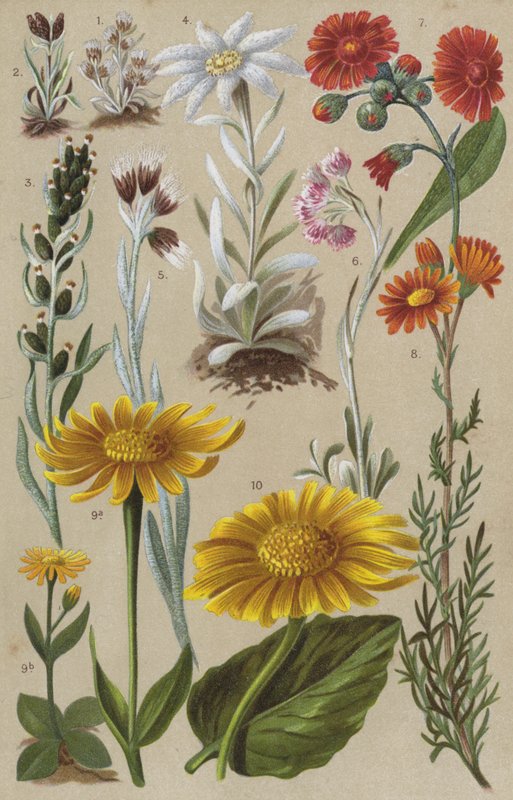 Flora alpina de European School
