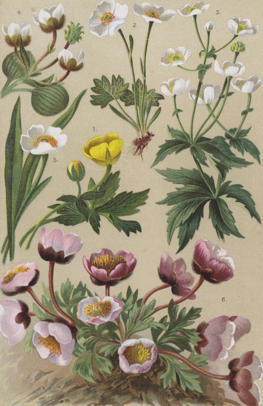 Flora alpina de European School