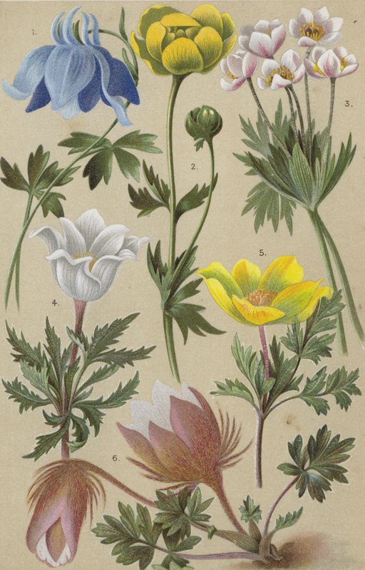 Flora alpina de European School