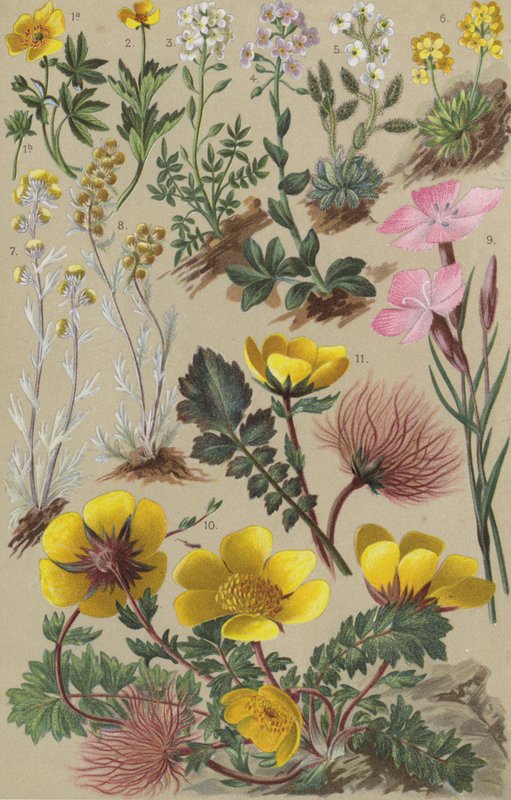 Flora alpina de European School