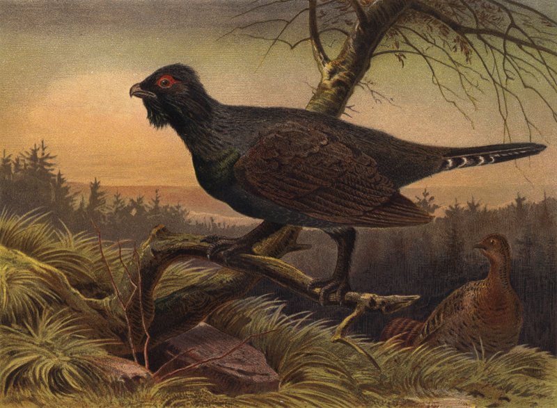 Auerhuhn de European School