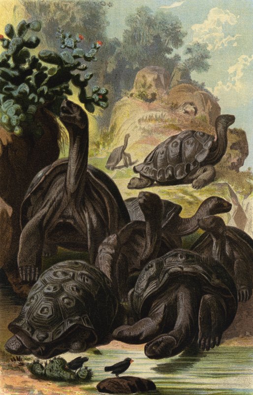 Elefantenschildkrote de European School