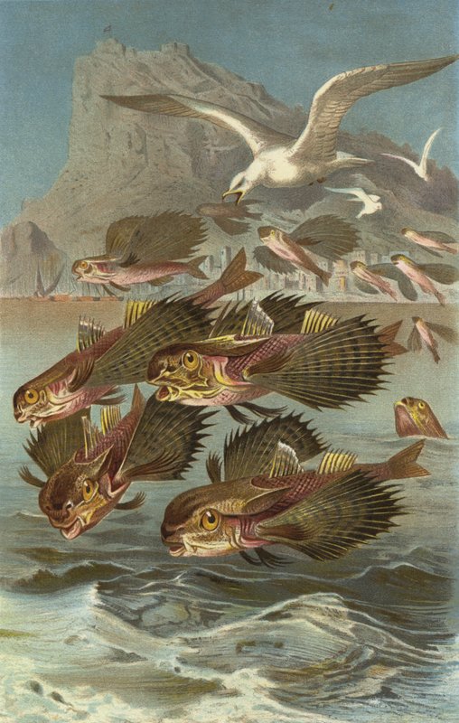 Flughahn de European School