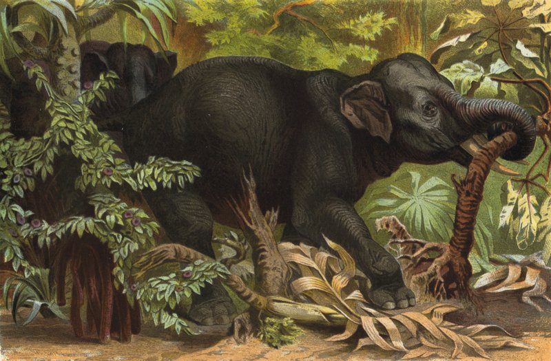 Elefante indiano de European School