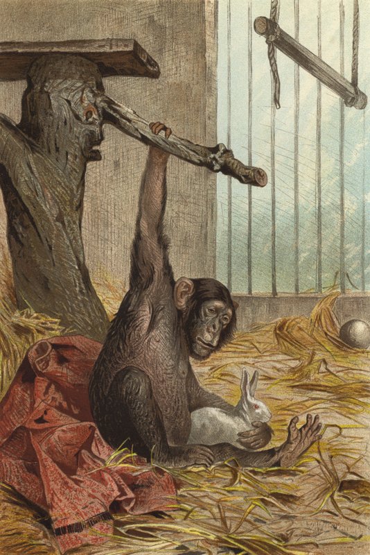 chimpanzé de European School