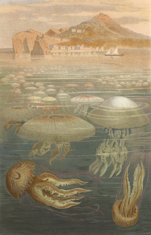 scyphozoa de European School