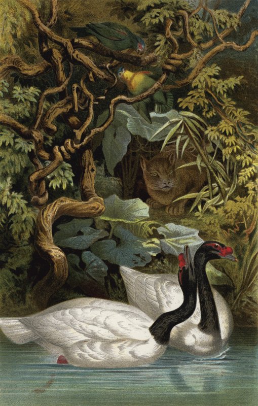 Cisne-de-pescoço-preto de European School
