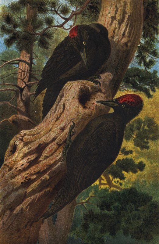 preto Woodpecker de European School
