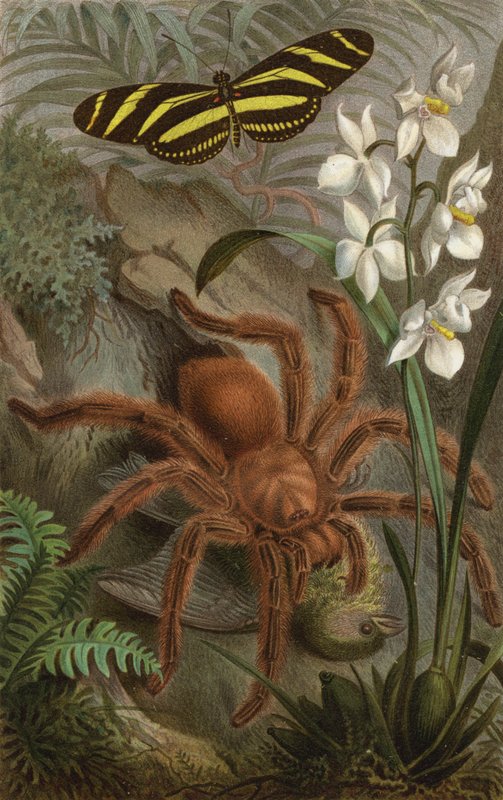 Aranha pássaro de European School