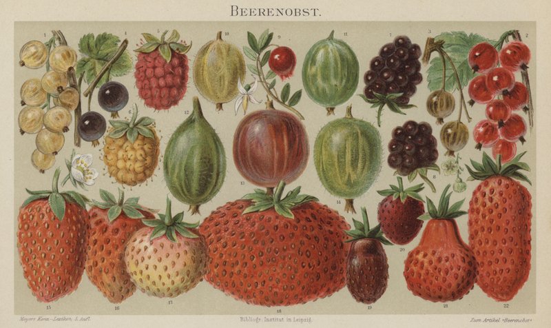 Fruta macia de German School