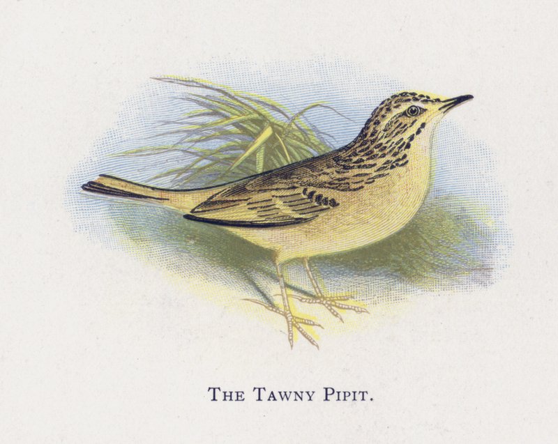 O Pipit Tawny de Alexander Francis Lydon