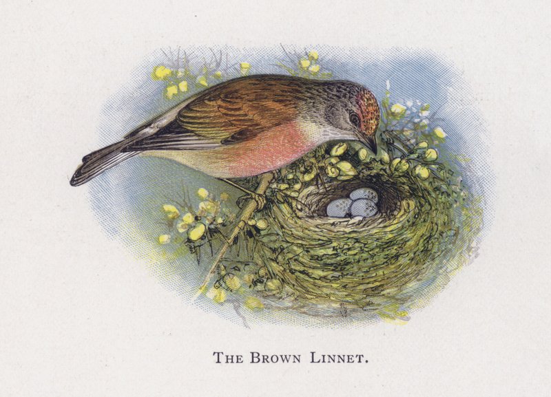 O marrom Linnet de Alexander Francis Lydon