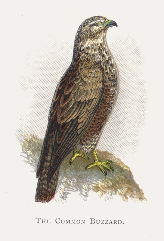 O Buzzard Comum de Alexander Francis Lydon