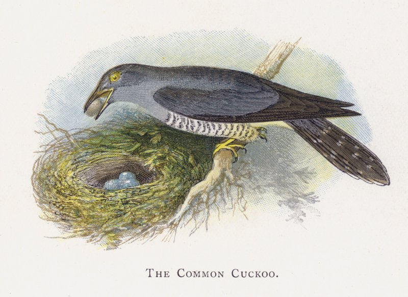 O cuco comum de Alexander Francis Lydon