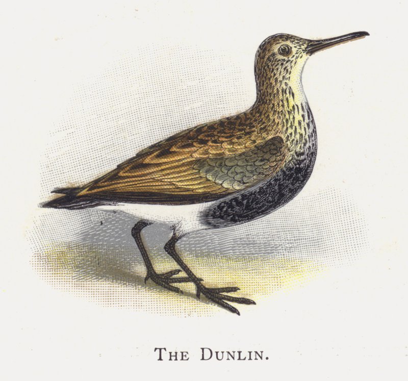 O Dunlin de Alexander Francis Lydon