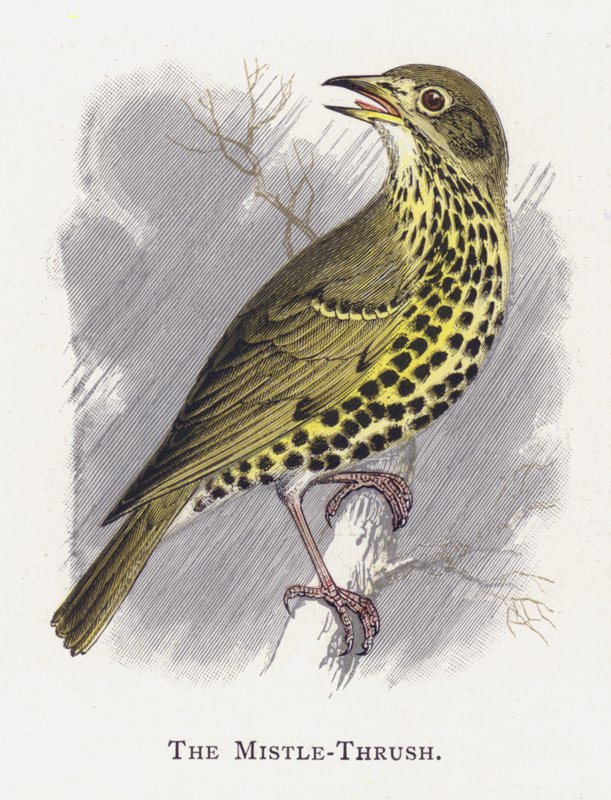 The Mistle-Thrush de Alexander Francis Lydon