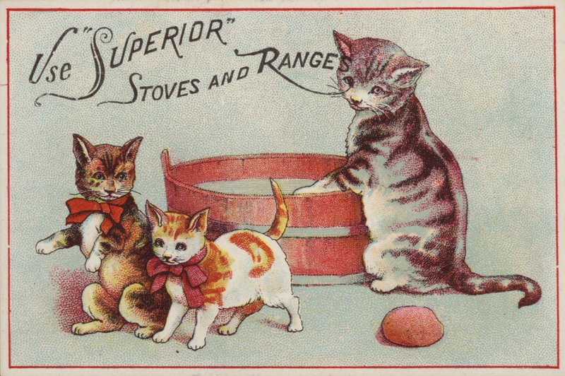 Mãe gato com gatinhos de American School