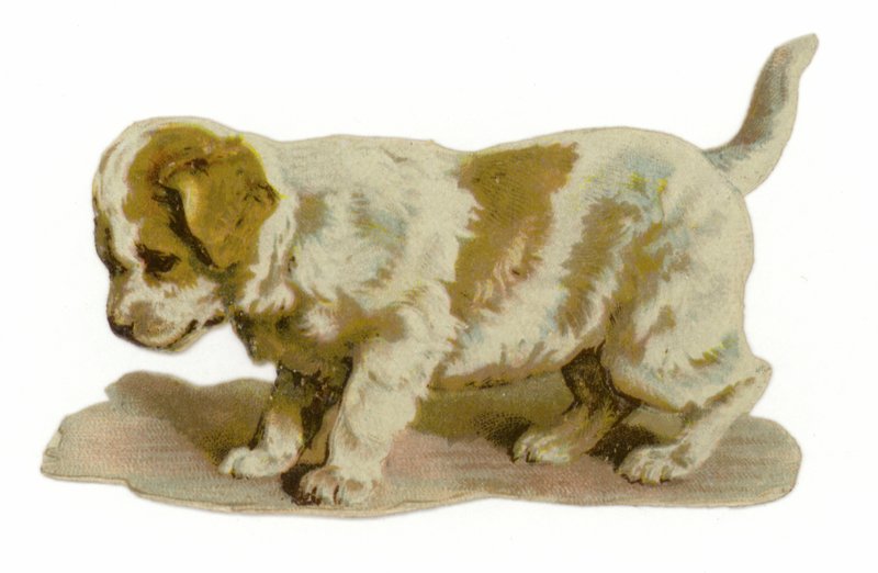 Filhote cachorro, ficar de American School