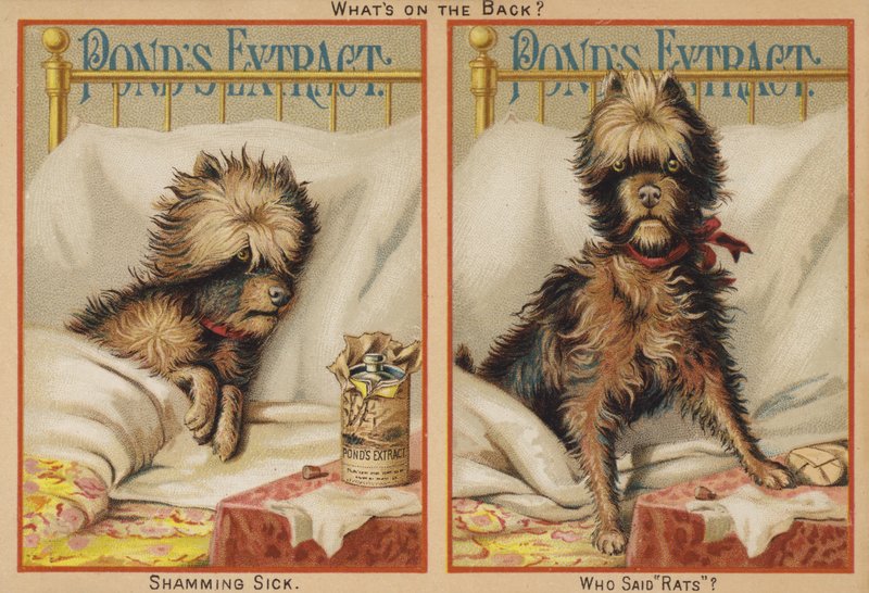 Cão doente na cama de American School