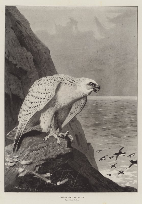 Falcão no relógio de Archibald Thorburn