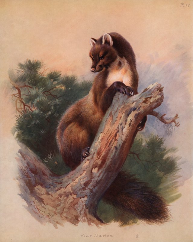 Marta de Pinho de Archibald Thorburn