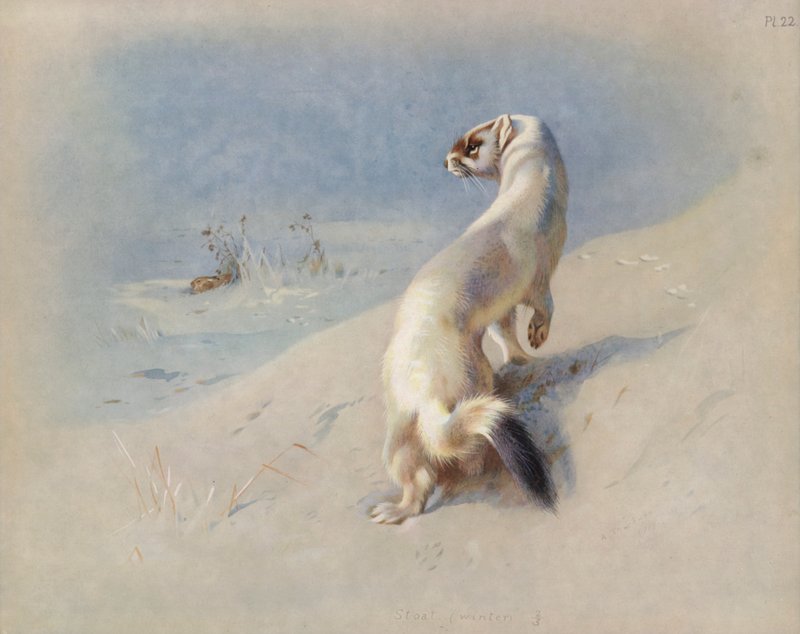 Arminho (inverno) de Archibald Thorburn