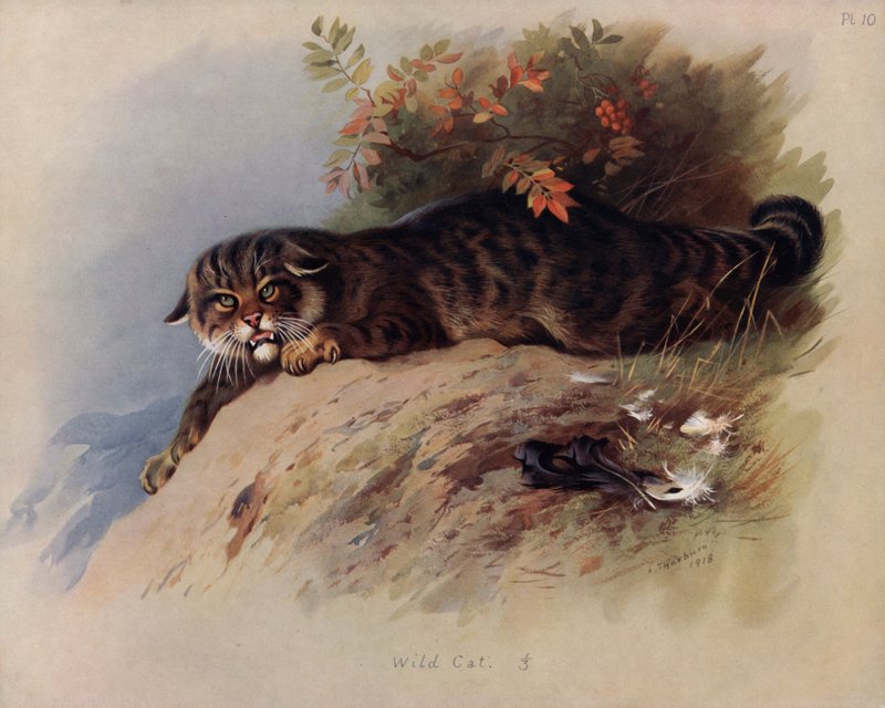 Gato selvagem de Archibald Thorburn