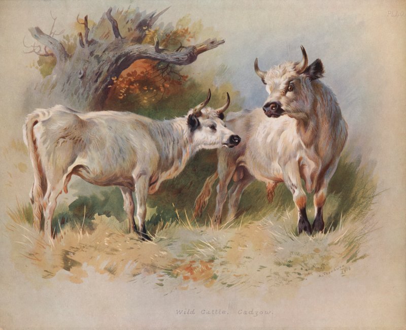 Gado Selvagem, Cadzow de Archibald Thorburn