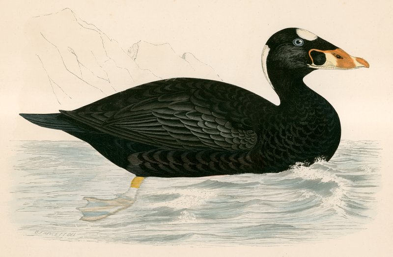 Claro, Scoter de Beverley R. Morris